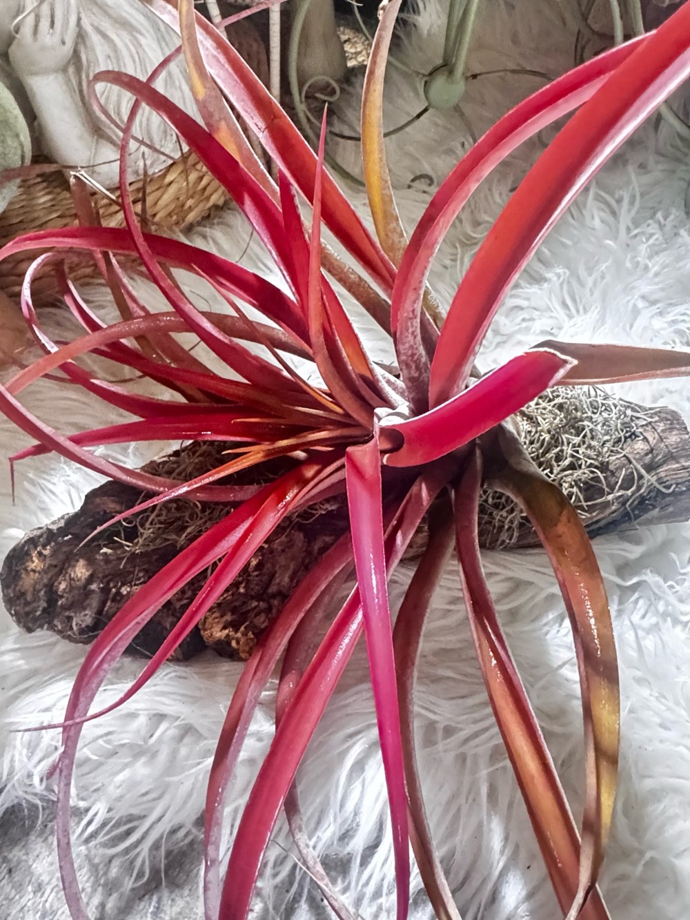 Handmade——Vibrant Red Decorative Air Plant Accent - Home Accents